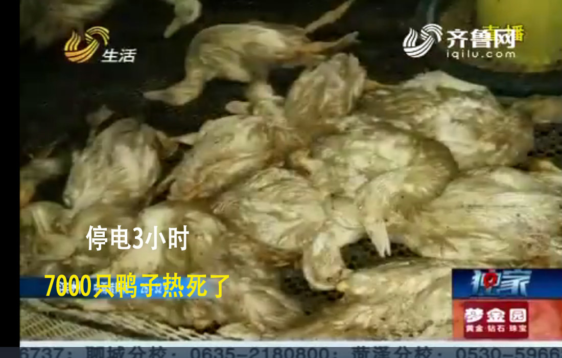 高溫導致停電三小時 七千只鴨子高溫踩踏全部死亡